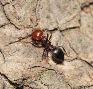 Crematogaster