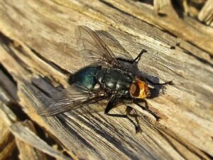 Cynomya mortuorum Calliphoridae blow flies