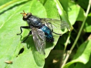 cluster flies