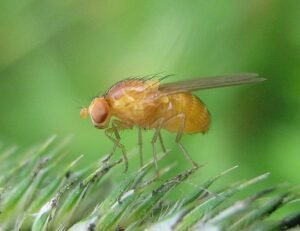 Drosophila melanogaster fruit flies