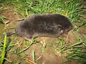 European Mole