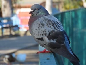 pigeons, bird control, Columba livia domestica