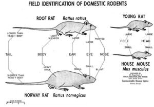 roof rat ratus ratus, black rat