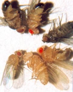 Drosophila melanogaster, fruit flies