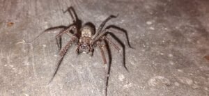 giant female house spider