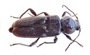 Hylotrupes bajulus old house borer