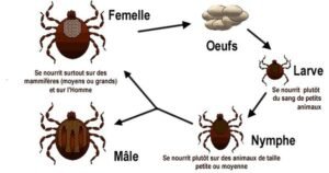 lifecycle  of ticks