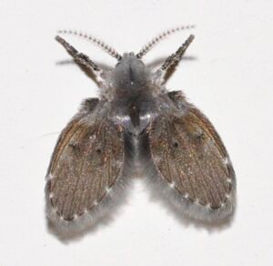 drain flies Psychodidae