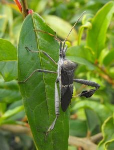 Leptoglossus zonatus coreidae leaf footed bug