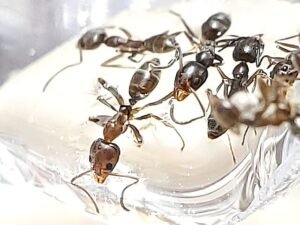 Linepithema humile Argentine ants