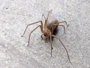 brown recluse spider, Loxosceles reclusa