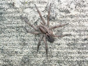 wolf spider