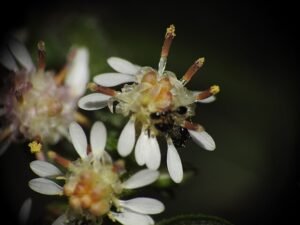 monomorium minimum