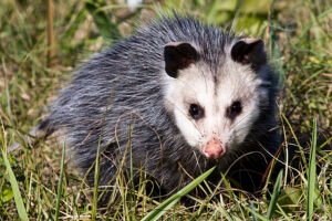 Opossum