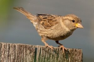 House Sparrow