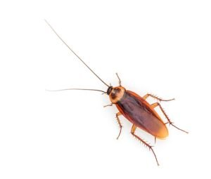 American cockroach (Periplaneta americana)