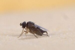 phorid flies