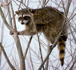 Raccoons