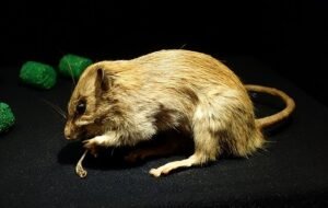 Rattus rattus, roof rat