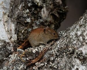 Re backed vole
