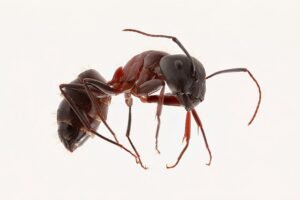 red carpenter ant
