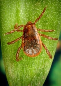 Rhipicephalus sanguineus, brown dog tick