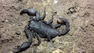 scorpion scorpiones