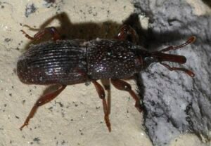 Granary Weevil (Sitophilus granarius)