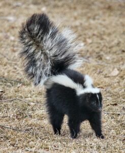 slunks