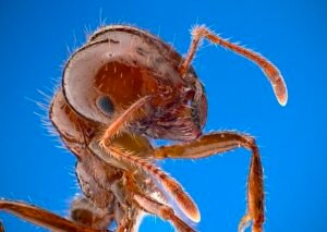 Solenopsis invicta, fire ant worker     