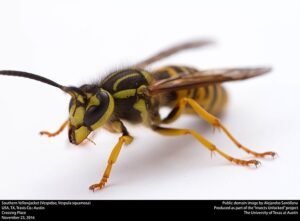 yellowjacket vespula squamosa