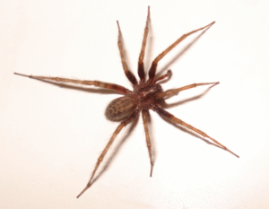 house spiders