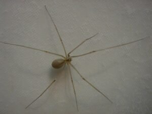 Cellar Spiders