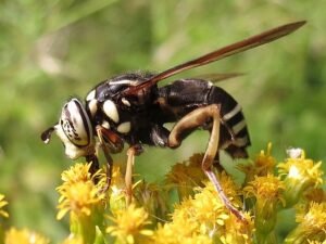bald faced hornet Spilomyia fusca