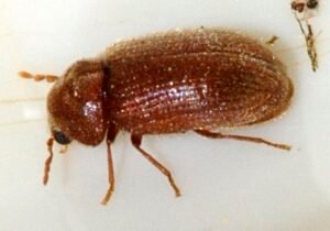 drugstore beetle Stegobium paniceum