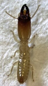 Stolotermes ruficeps soldier, dampwood termite soldier