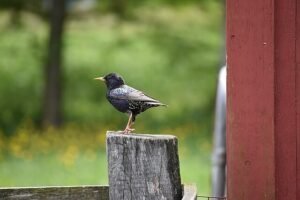 Sturnus vulgaris. european starling