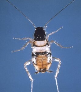 Supella longipalpa, brown banded cockroaches