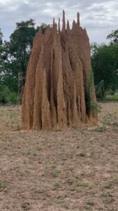 TERMITES STRUCTURE, drywood termites