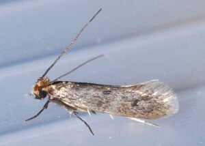 webbing clothes moth