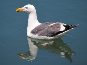 Western Gull