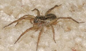 wolf spider