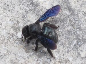 Xylocopa iris , (carpenter bee spec), Skala Kalloni, Lesbos, Greece, 