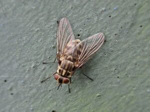 Stomoxys calcitrans, stable flies