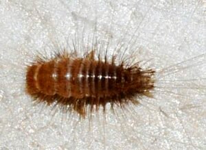 larva Anthrenus verbasci, dermestidae, larva of carpet beetle