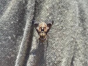 Chrysops coloradensis, deer flies