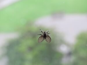 drain midges in bathroom