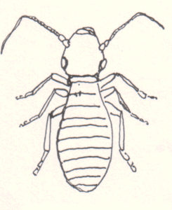 psocoptera booklice, booklice in bed