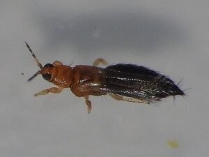 Thrips hawaiiensis