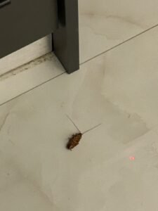 American cockroach (Periplaneta americana) found in a kitchen